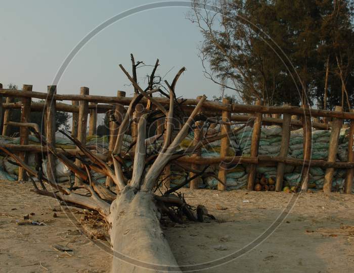 A Driftwood closeup