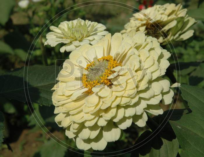 Zinnia Flowers Blooming on Plants  in an House Garden