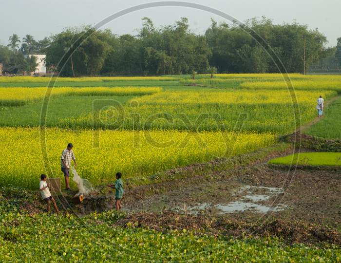 Mustard Fields  With Yellow Flowers  In Murshidabad, West Bengal