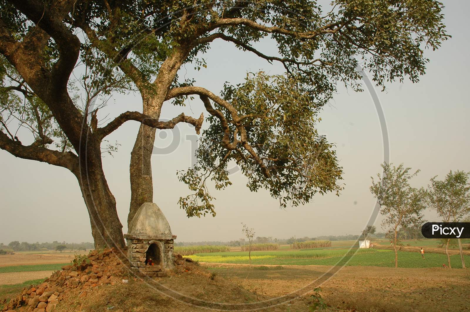 Small Temples  At Tress Near Agricultural Fields in Rural Villages Near Murshidabad , West Bengal