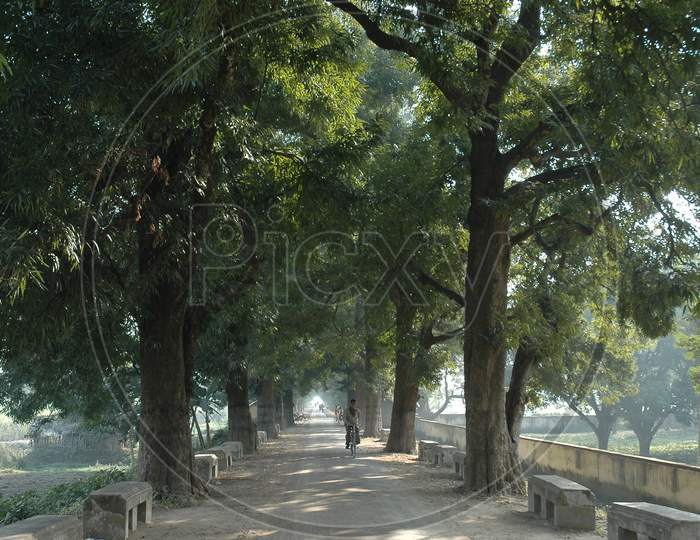 A Pathway With Tree Canopy  in Murshidabad, West Bengal