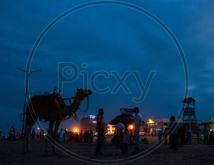 Camel rider having a conversation during evening by the beach
