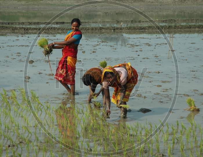 Indian Female Farmers withdrawing seedlings in paddy fields