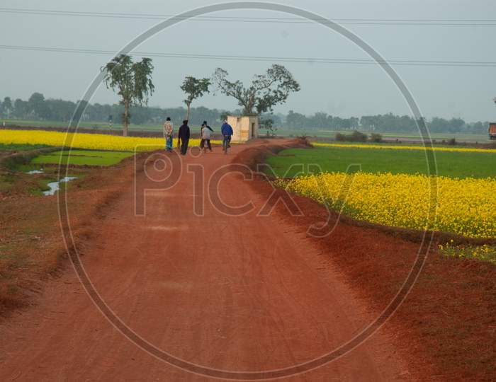 Villagers on The Pathways Near Mustard Fields With Yellow Flowers in Murshidabad , West Bengal