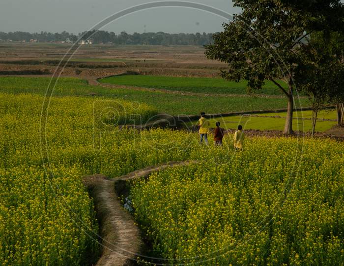 Children Playing At Agricultural Fields In Rural Indian Villages Near Murshidabad, West Bengal