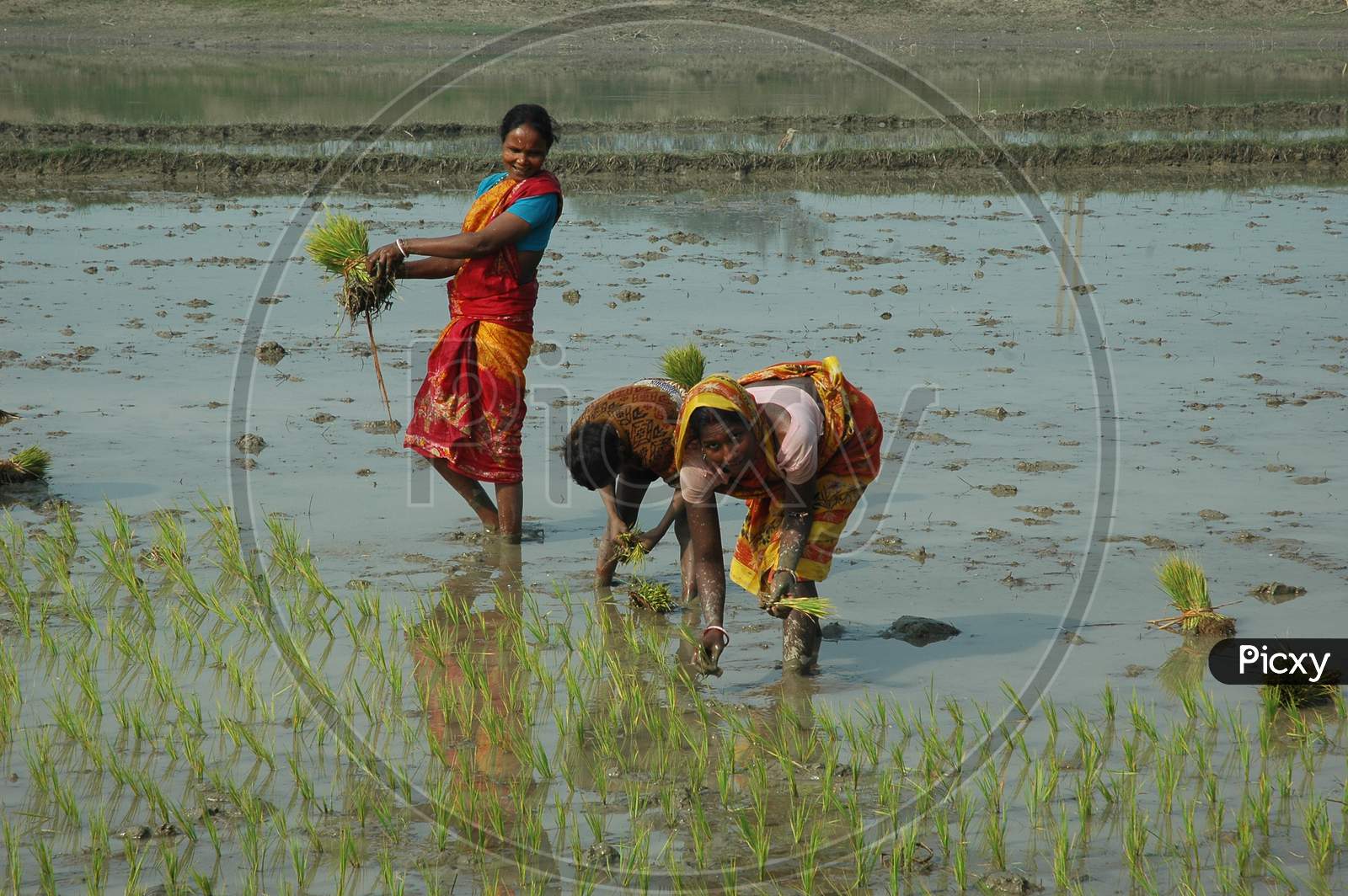 Indian Female Farmers withdrawing seedlings in paddy fields