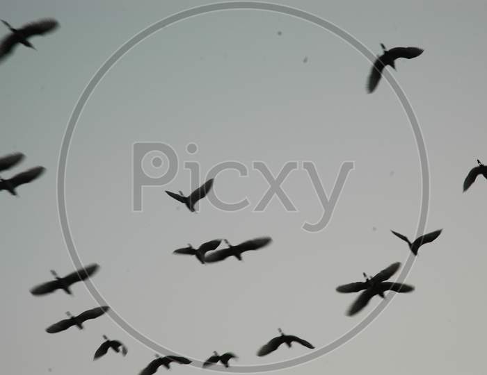 Flock of migratory birds flying in the sky