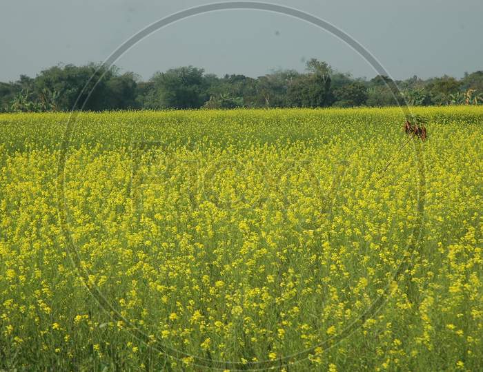 Mustard Fields With Yellow Flowers In Mushidabad