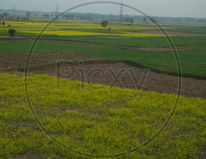 Mustard Fields With Yellow Flowers in Murshidabad , West Bengal