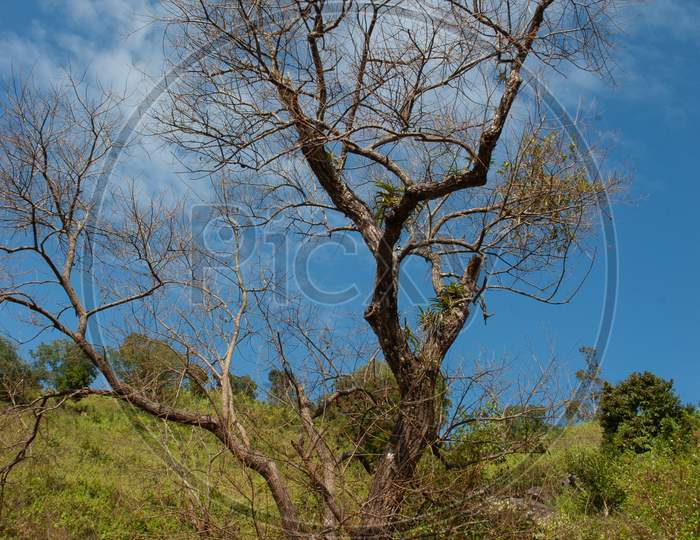 A Dried tree with blue sky