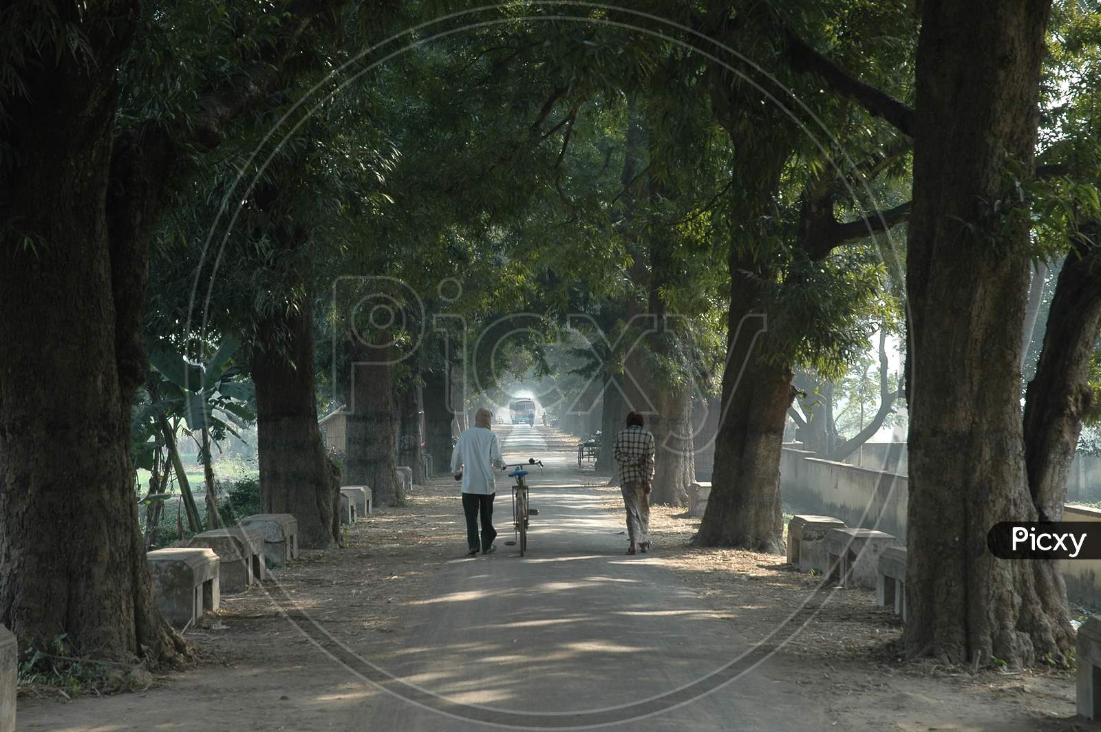 A Pathway With Tree Canopy  in Murshidabad, West Bengal