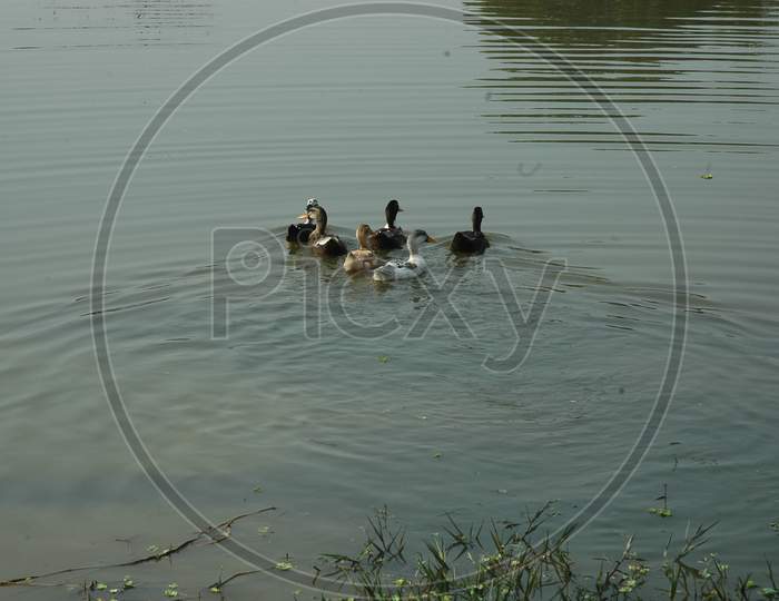 Ducks in an Lake