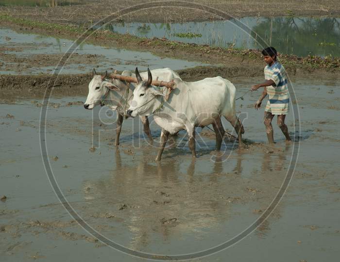 Indian Farmer ploughing the paddy field