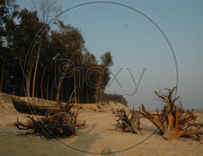 Driftwoods along the shore
