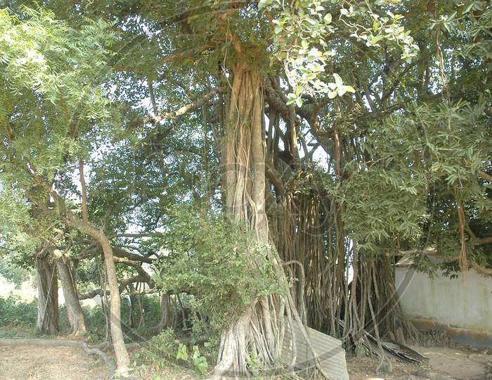A Big Banyan  Tree With Roots In Murshidabad, West Bengal