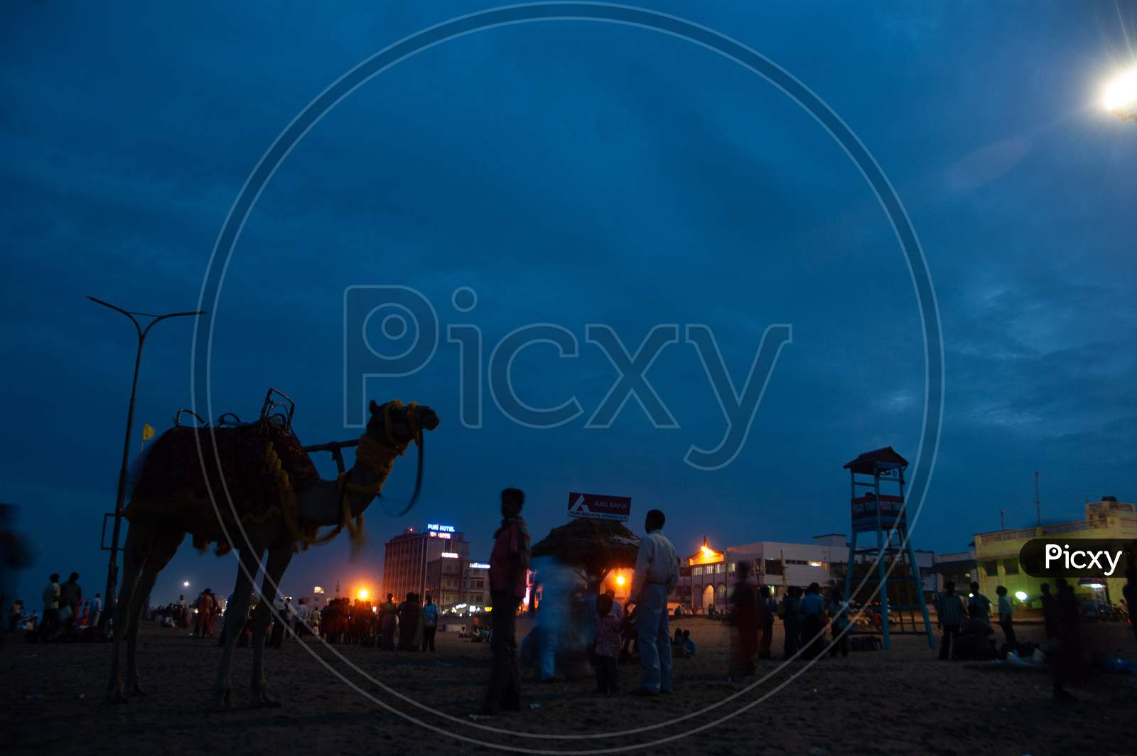 A Camel by the beach during late evening