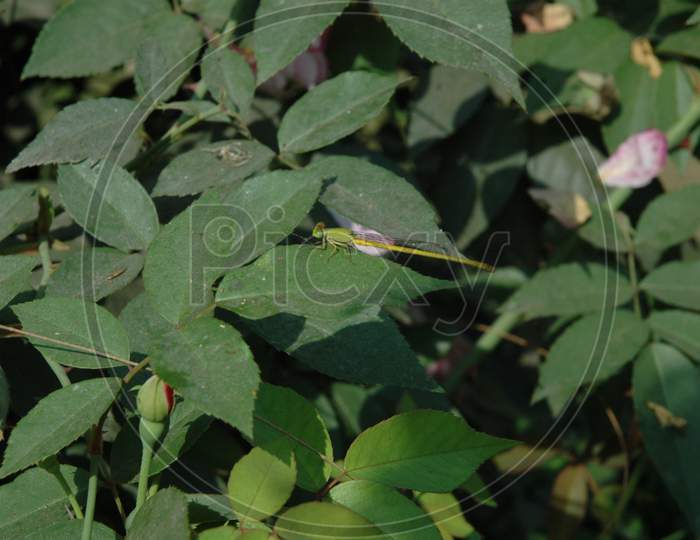 Dragon Fly On a Plant