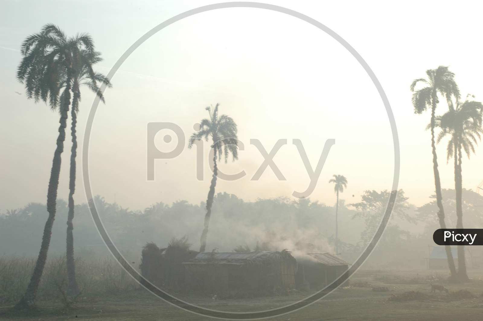 Palm Tree On an Foggy Winter Morning