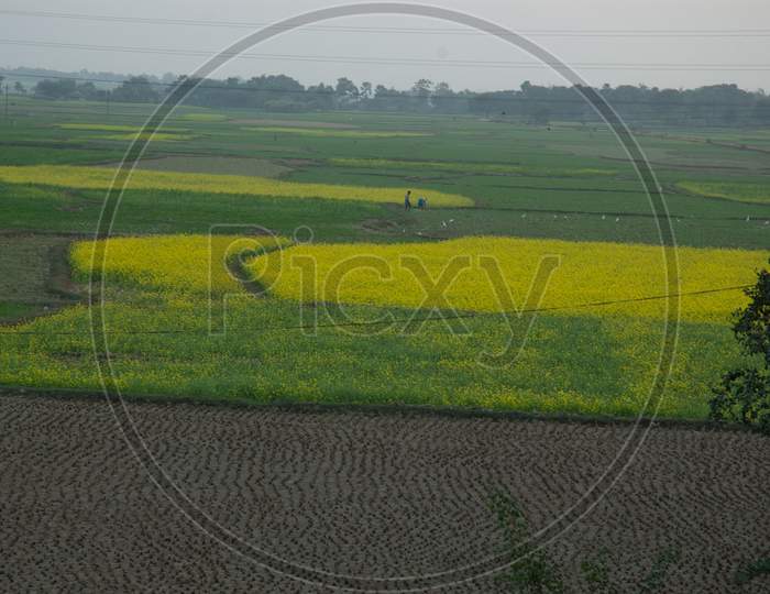 Mustard Fields With Yellow Flowers in Murshidabad , West Bengal