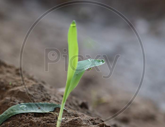 Small Growing Green Corn Plant With Dark Brown Soil .Close-Up Of Dew Drop On Plant In Thar