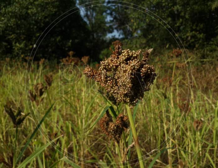 Jowar Millet Ears On an  Plant in Agricultural Fields