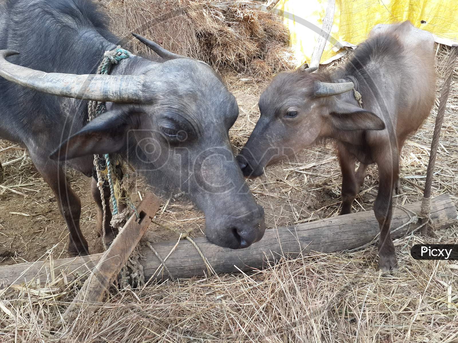 Buffaloes in an Rural Indian Village