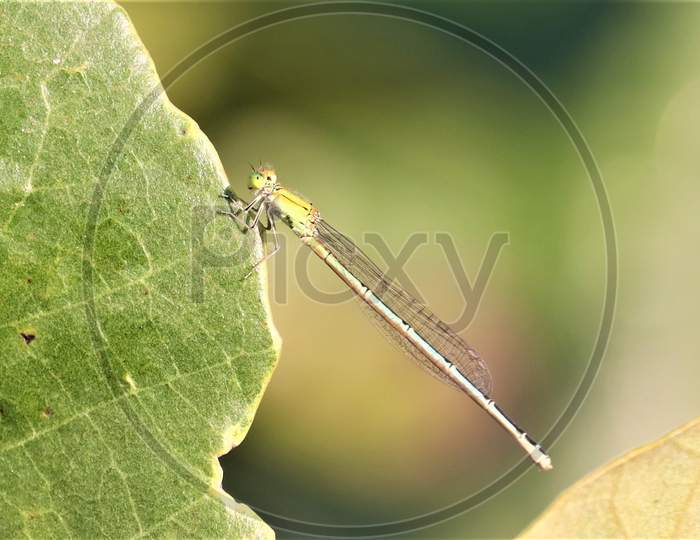 Close Up View Of Dragonfly On Green Leaf In Spring Time With Green Vintage Background