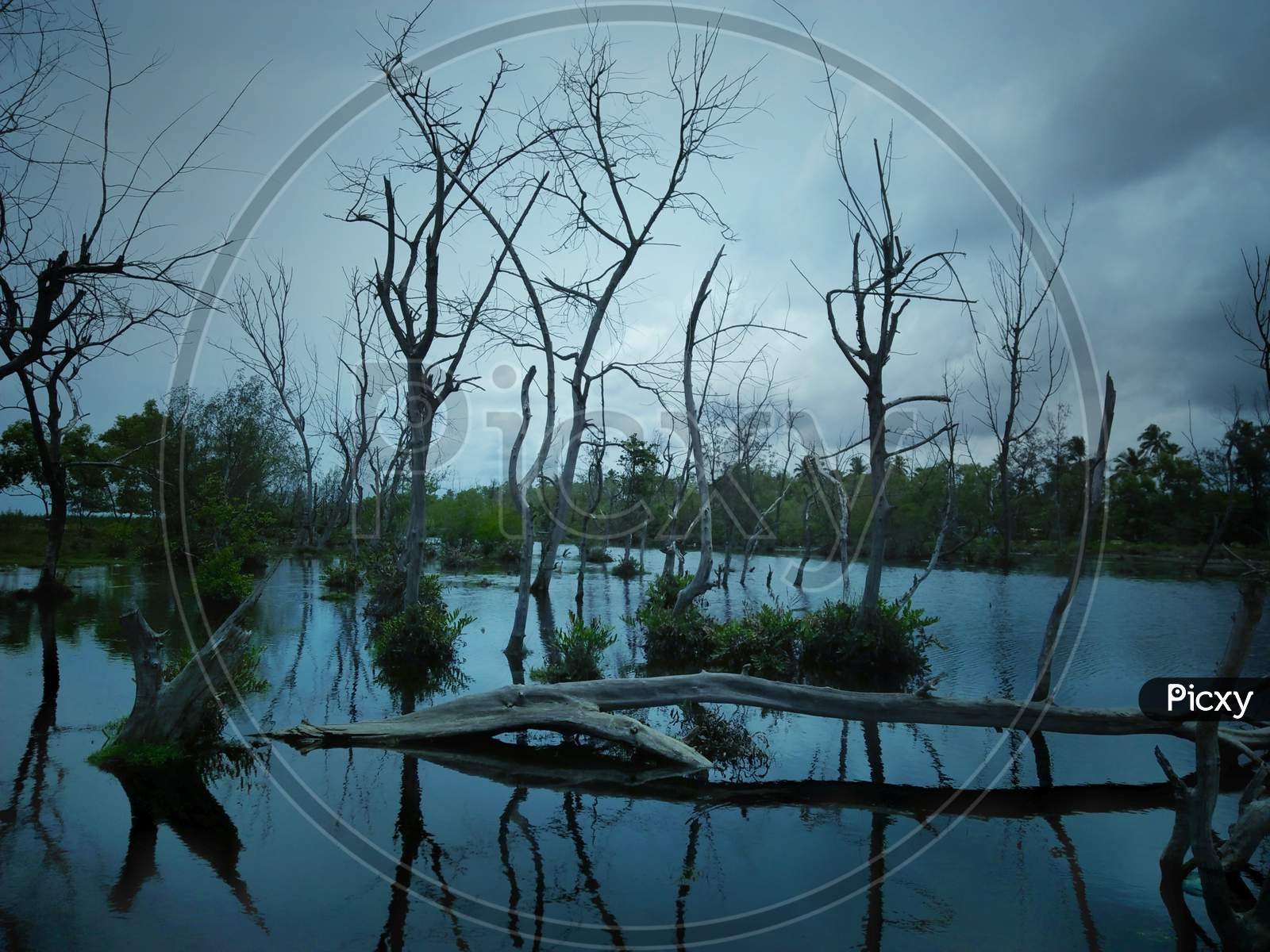 Canopy Of Leafless Tree in an Lake