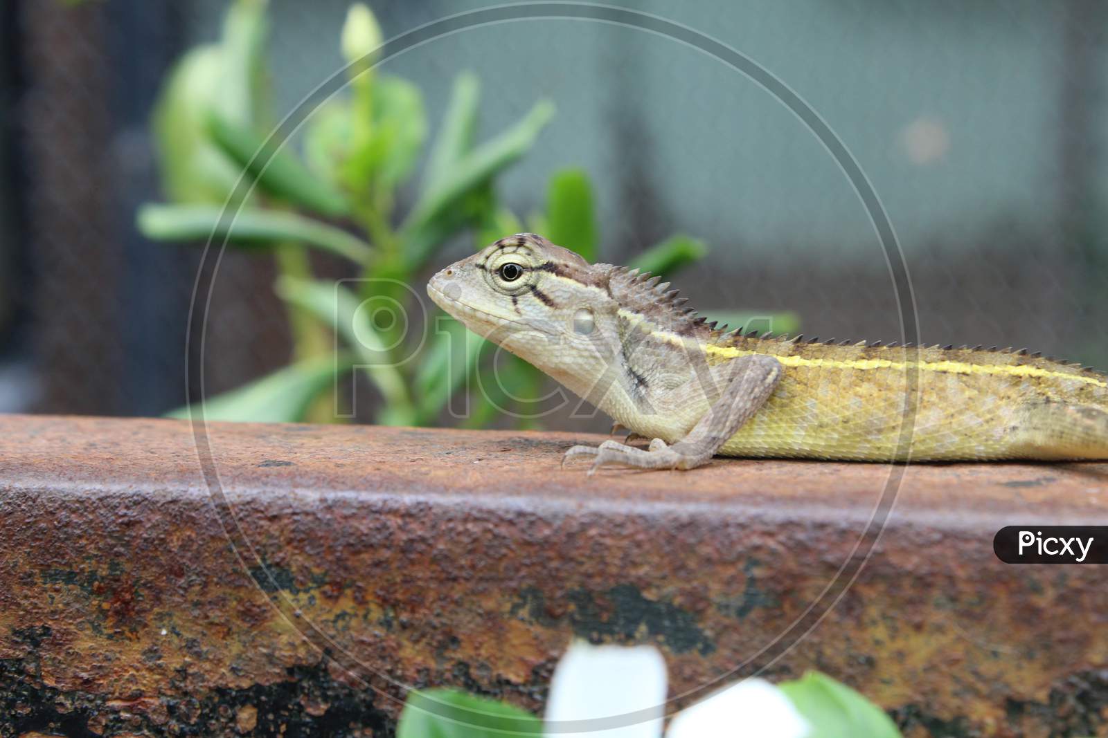 Garden Lizard At a House