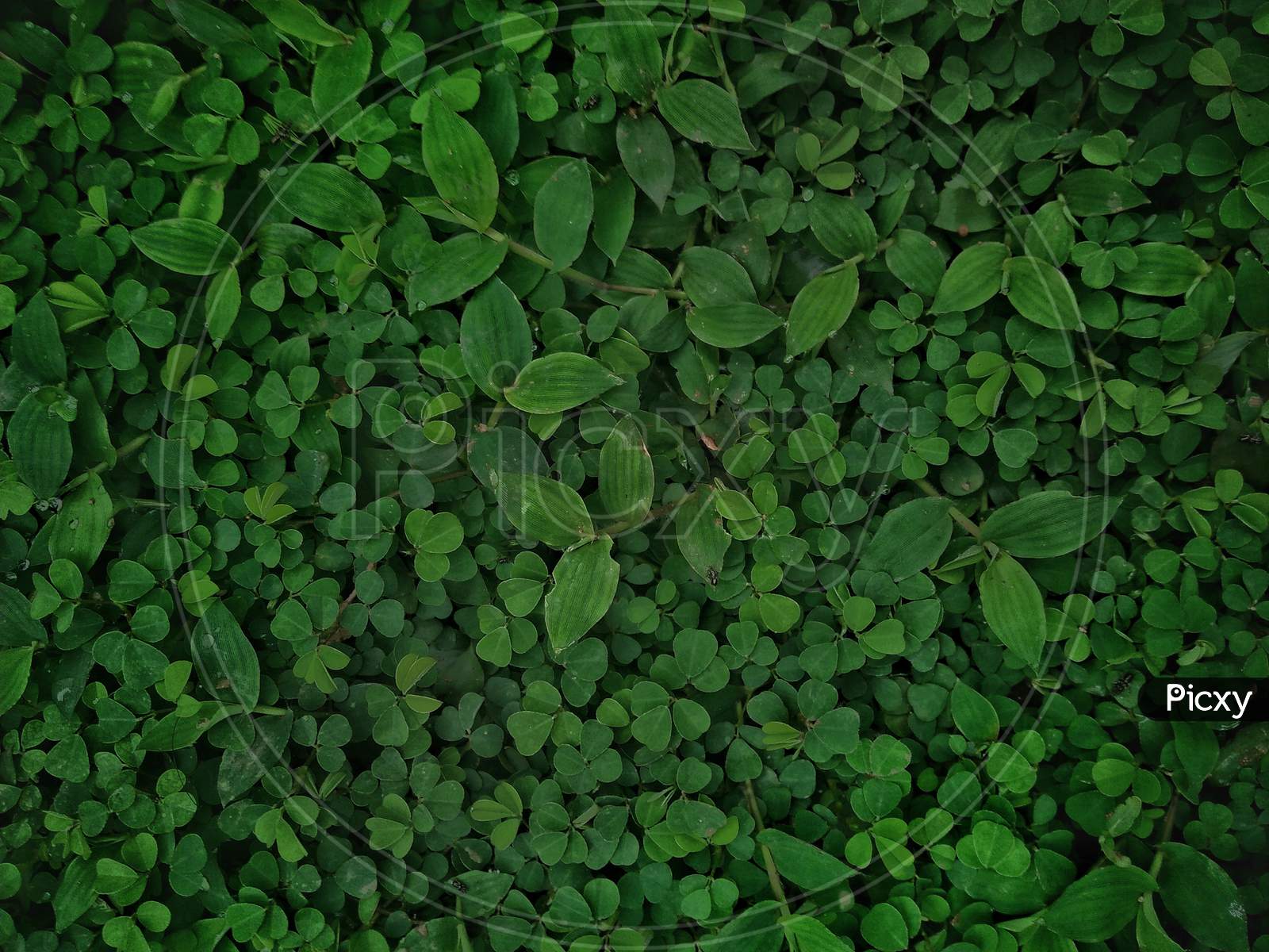 Green Leafs Of Aquatic Plants