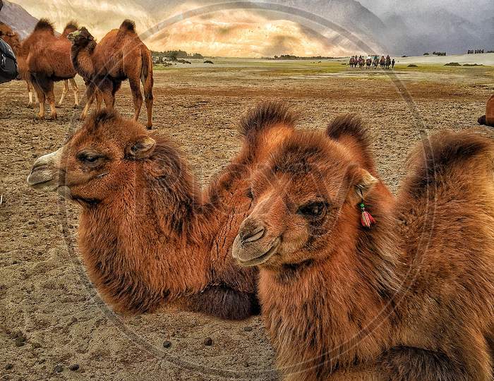 Double humped Camels