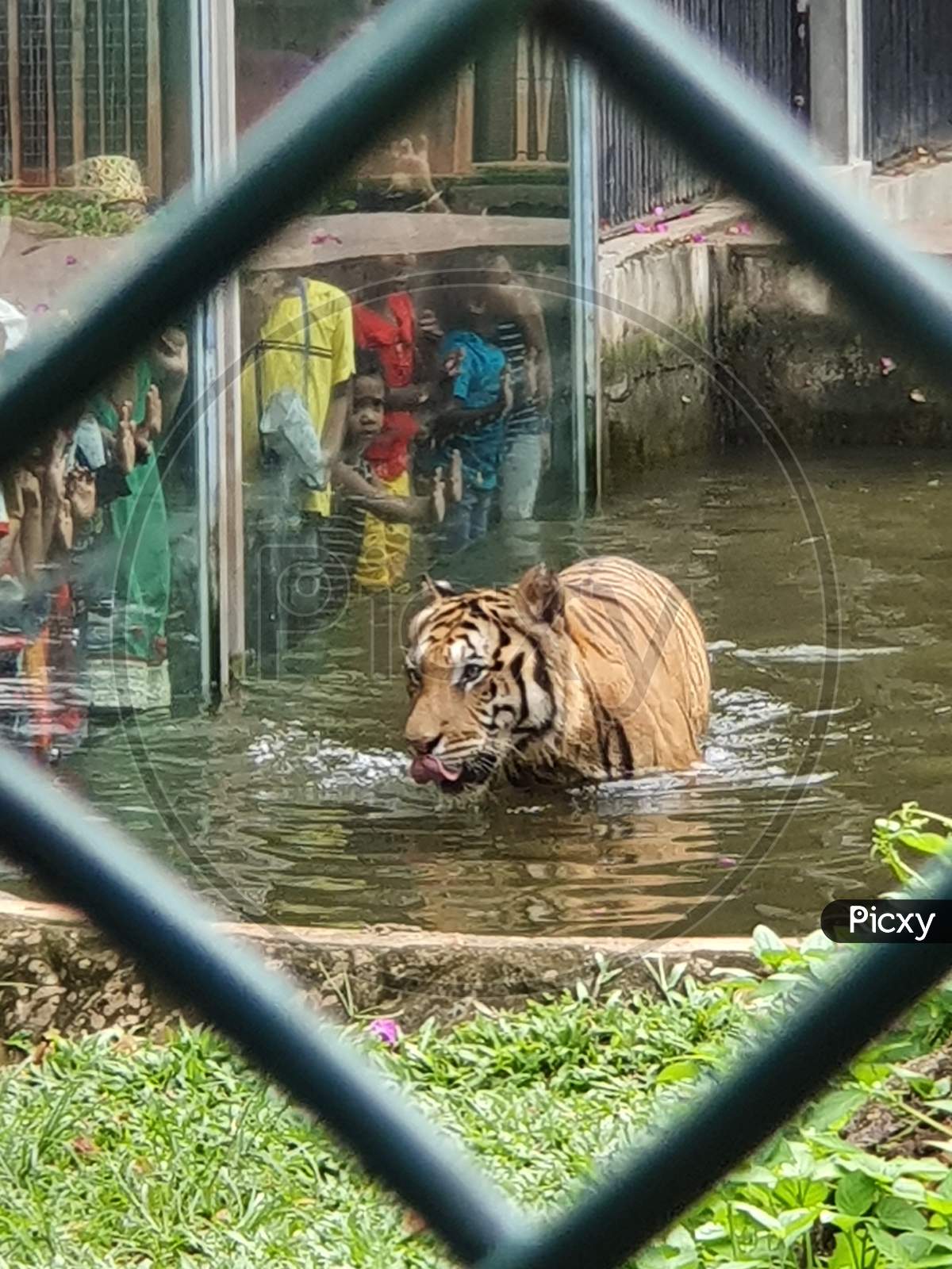 Bengal tiger in Zoo