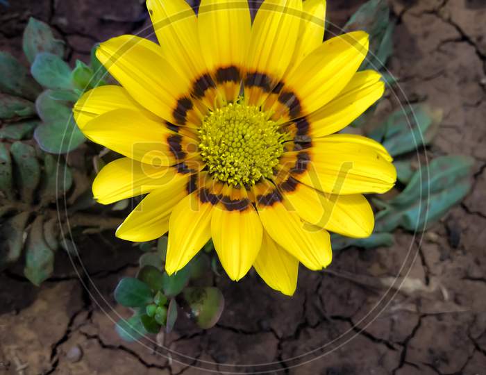 Sunflower Blooming on a Plant