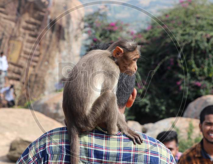A Man Carrying Monkey on His Shoulder