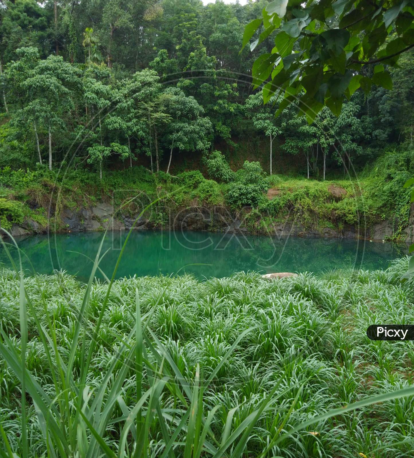 Pond At a Tropical Forest