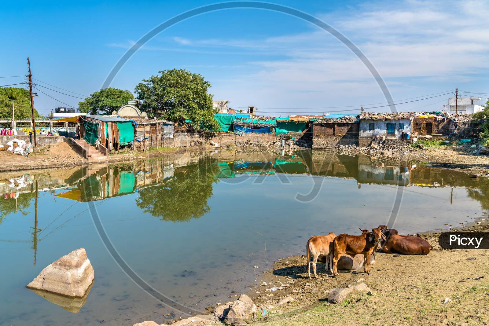 Cows at Chhashiyu Lake - Pavagadh Hill in Gujarat state of India