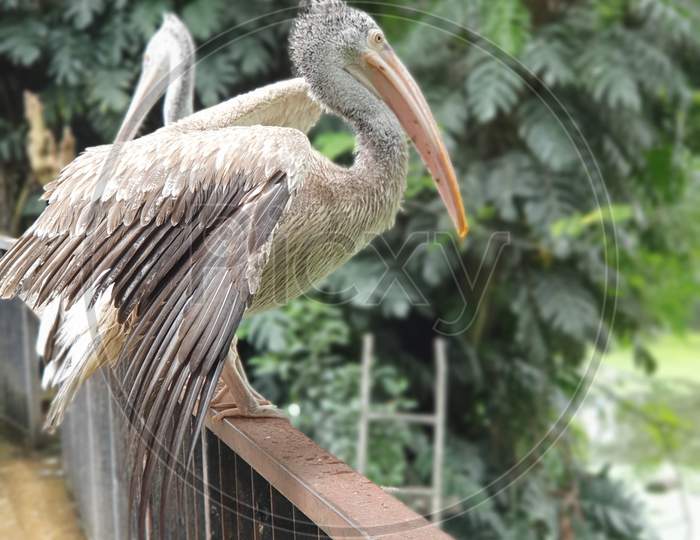 Brown pelican Bird