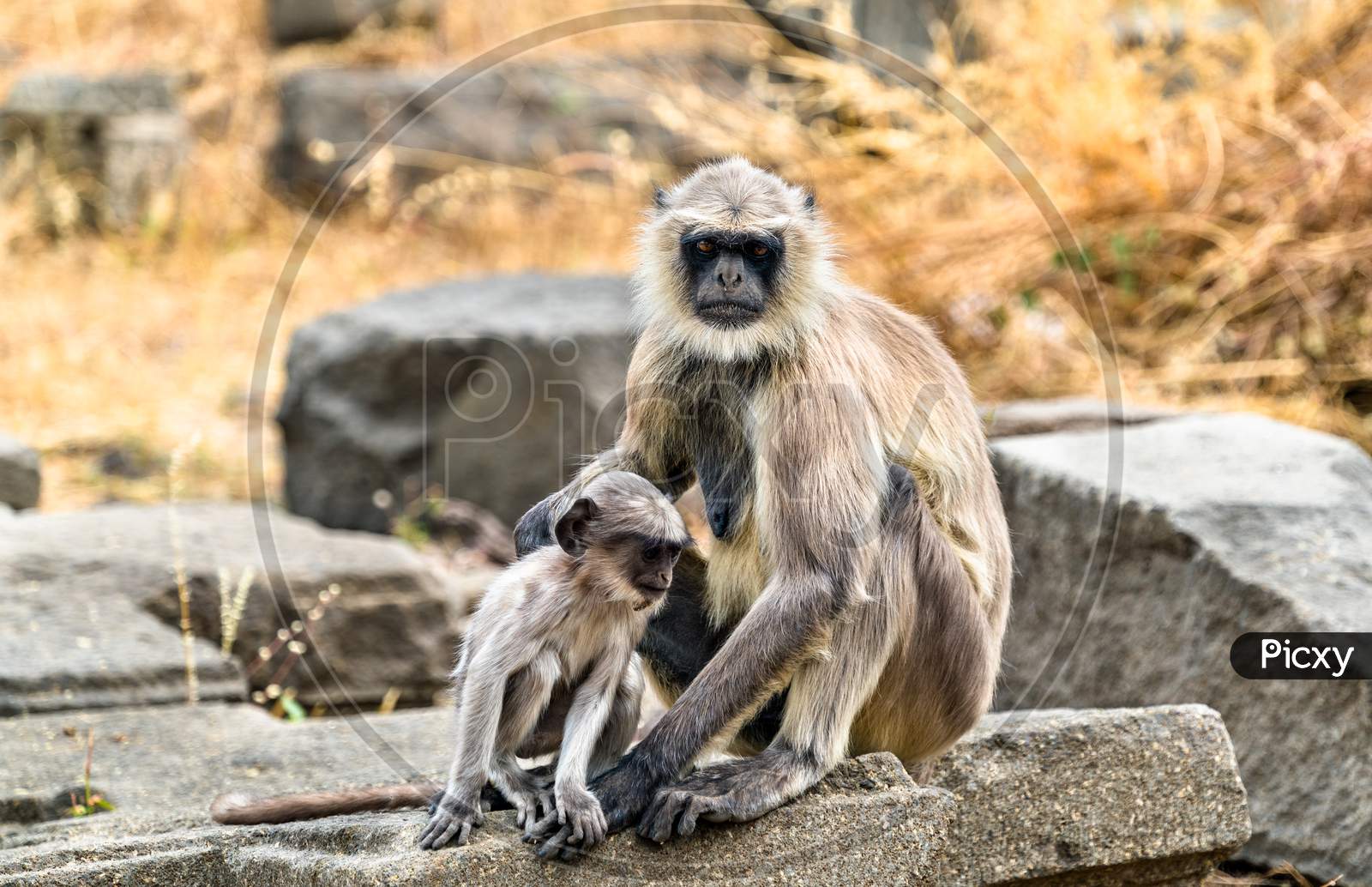 Gray Langur Monkeys At Daulatabad Fort In India