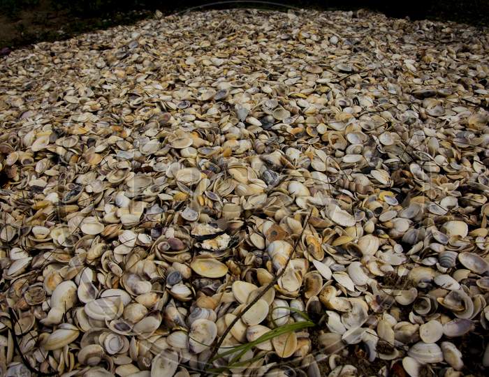Sea Shells As a Pile