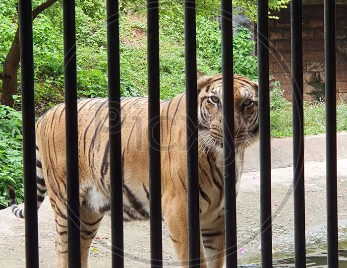 Bengal tiger in Zoo