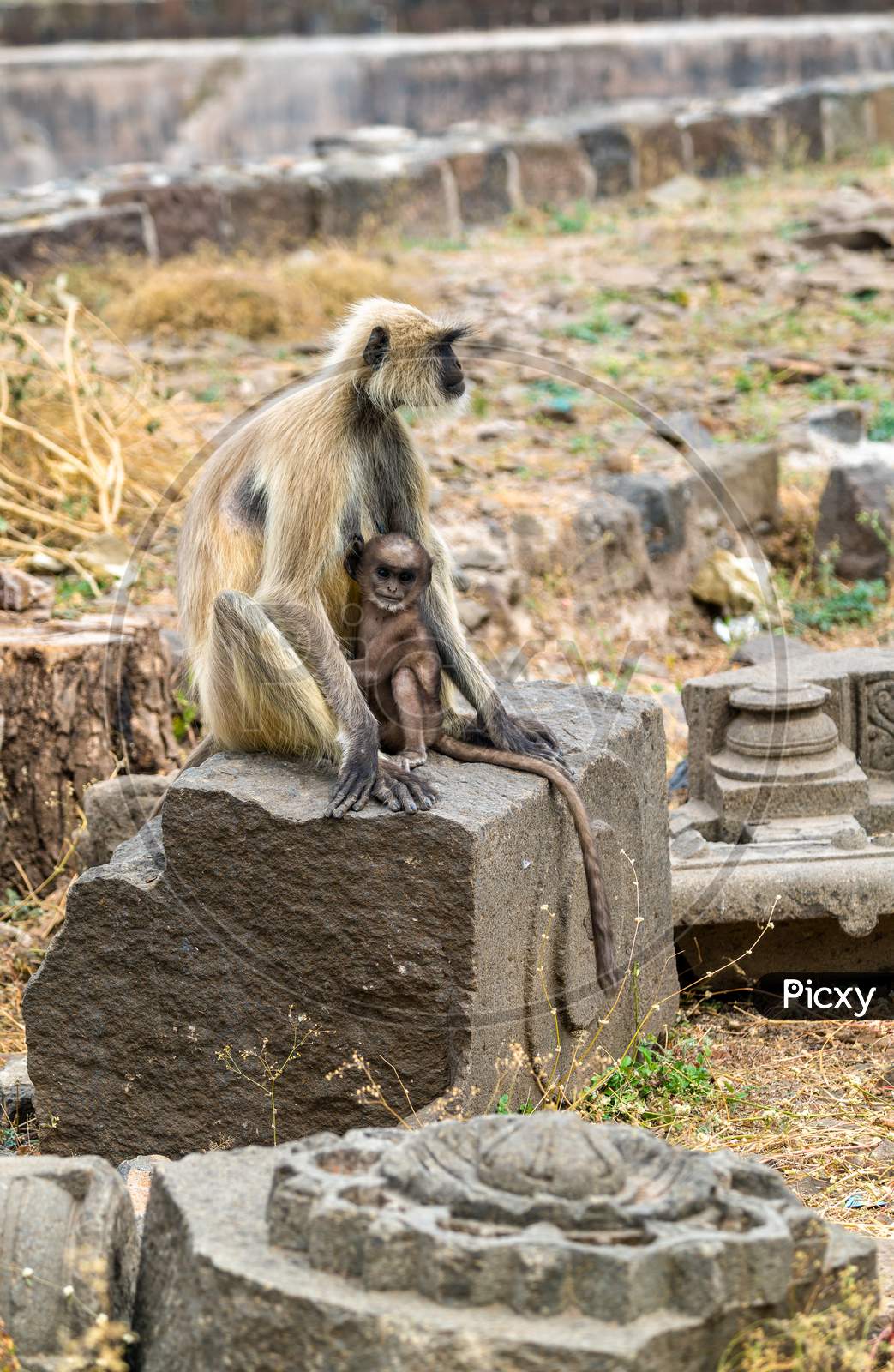 Gray Langur Monkeys At Daulatabad Fort In India