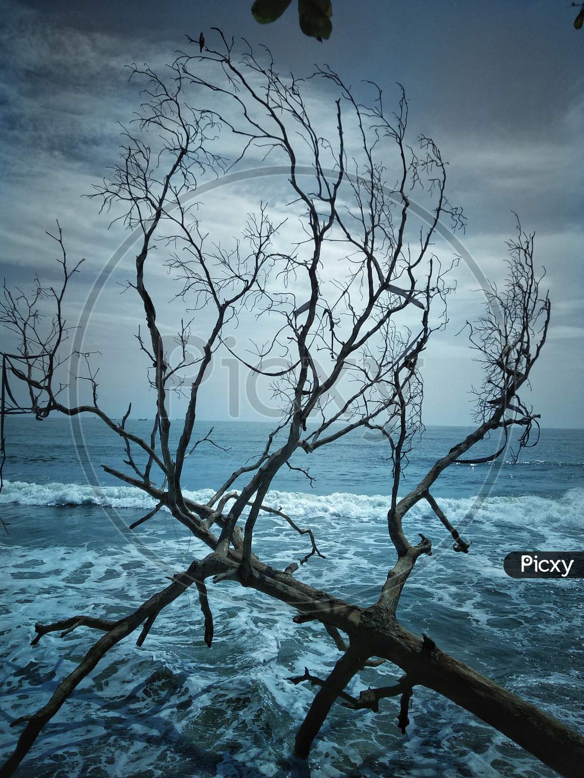 Canopy Of Leafless Tree At a Beach