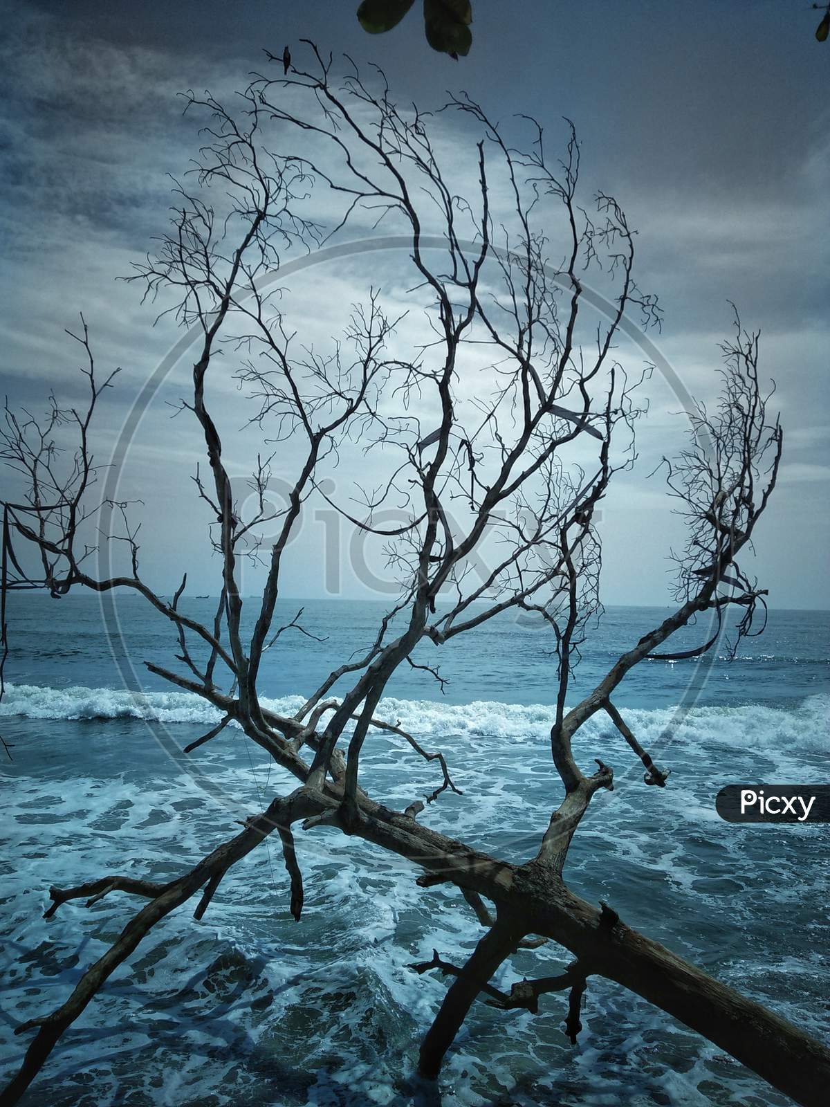 Image Of Canopy Of Leafless Tree At A Beach Vn Picxy