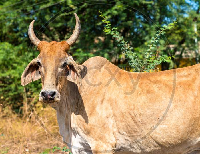 Cow In Champaner-Pavagadh Archaeological Park - Gujarat, India