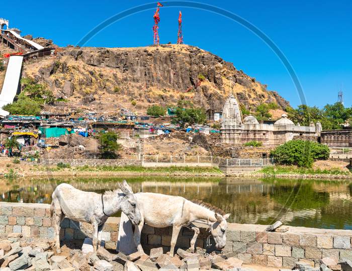 Cows At Teliya Talav Lake - Pavagadh Hill In Gujarat, India