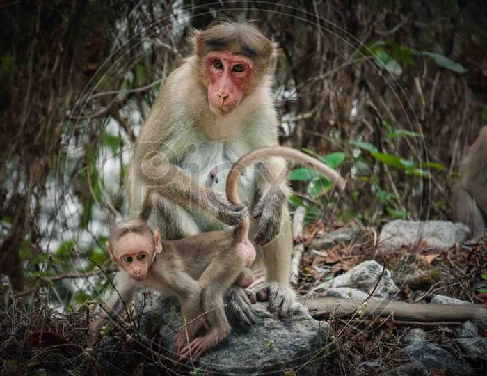 Monkey With a Baby