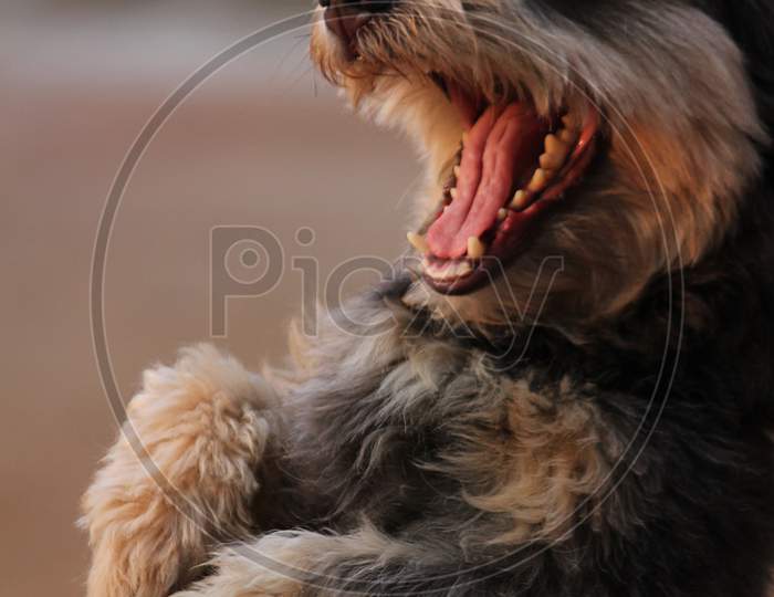 A laughing dog