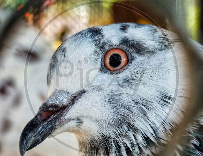 Pigeon Face Closeup With Eye