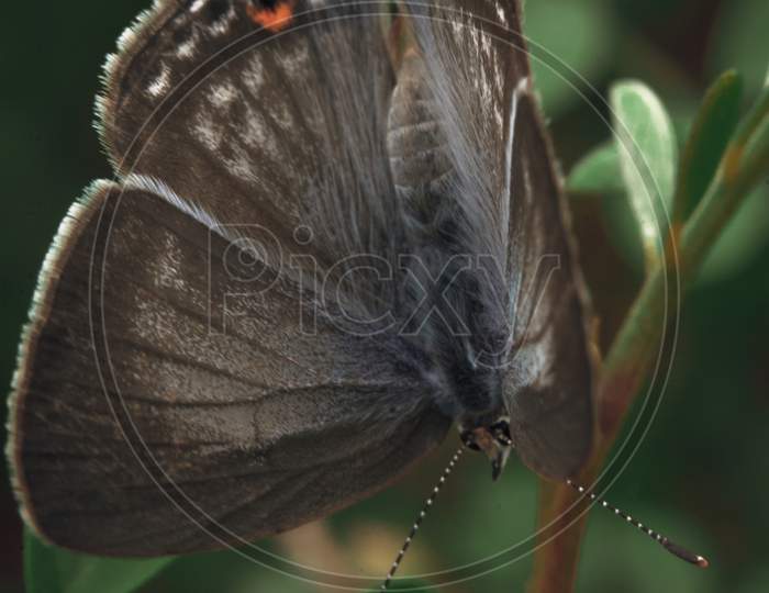Butterfly  On a Plant Closeup