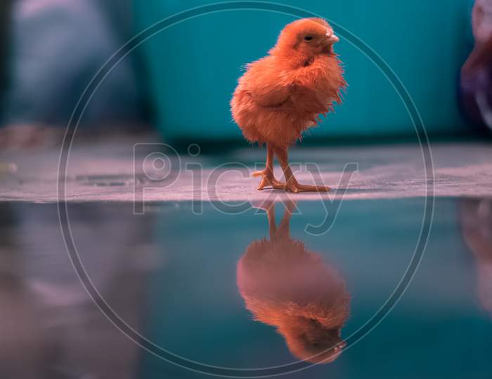 Hen Chick With Its reflection  on Water Surface